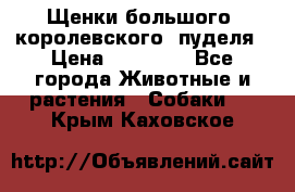 Щенки большого (королевского) пуделя › Цена ­ 25 000 - Все города Животные и растения » Собаки   . Крым,Каховское